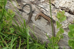 Darevskia praticola