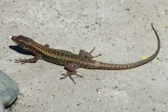 Darevskia rudis bischoffi