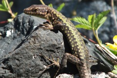 Darevskia rudis bischoffi