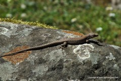Darevskia rudis bischoffi