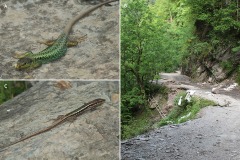Darevskia rudis chechenica