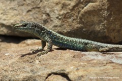 Darevskia rudis chechenica