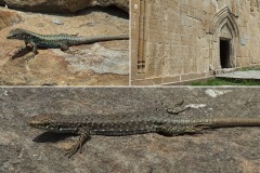 Darevskia rudis chechenica