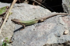 Darevskia rudis obscura
