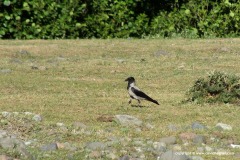 Corvus cornix