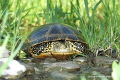 Emys orbicularis