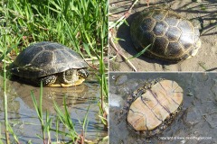 Emys orbicularis