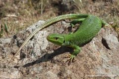 Lacerta media
