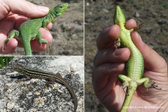 Lacerta media