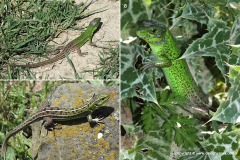 Lacerta strigata