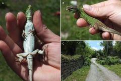 Lacerta strigata