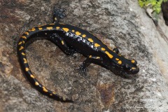 Mertensiella caucasica