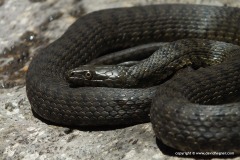 Natrix tessellata