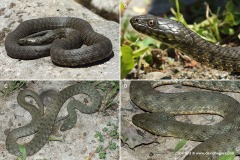 Natrix tessellata