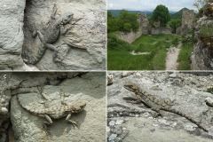 Paralaudakia caucasia