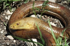 Pseudopus apodus