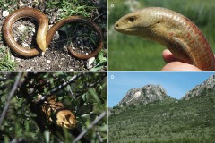 Pseudopus apodus
