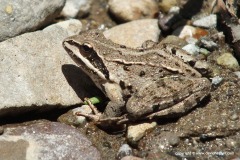 Rana macrocnemis