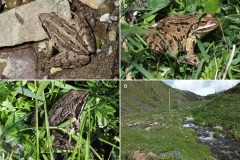 Rana macrocnemis