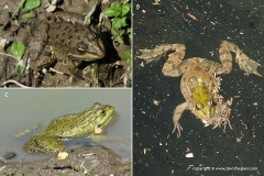 Pelophylax bedriagae
