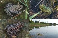 Pelophylax bedriagae