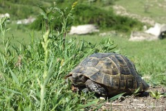 Testudo graeca