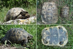 Testudo graeca