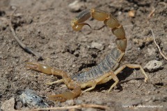 Mesobuthus sp.