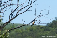 Merops apiaster