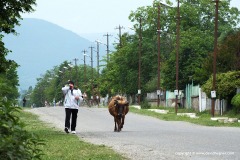 Countryside