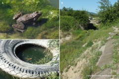 Pelophylax bedriagae