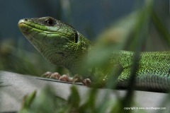 Lacerta strigata