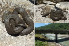 Natrix tessellata