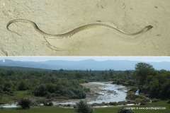 Natrix tessellata