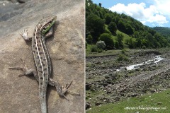 Lacerta strigata