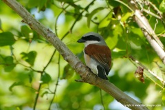 Lanius collurio kobylini