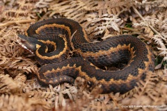 Vipera kaznakovi