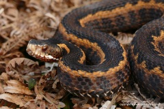 Vipera kaznakovi