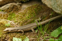 Darevskia obscura (rudis) bischoffi