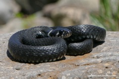 Natrix natrix