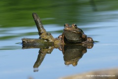 Pelophylax ridibundus