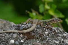 Darevskia obscura (rudis) bischoffi
