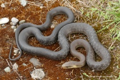 Zamenis longissimus