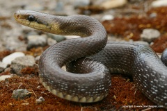 Zamenis longissimus