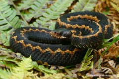 Vipera kaznakovi