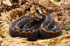 Vipera kaznakovi