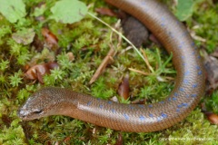 Anguis colchica
