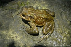 Bufo verrucosissimus