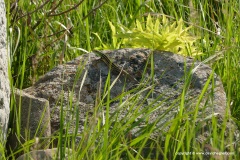 Lesser Caucasus