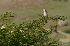 Lesser Caucasus